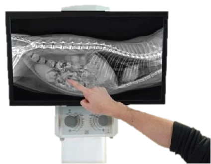 Veterinarian pointing at a lateral radiograph on the System X heads-up touchscreen